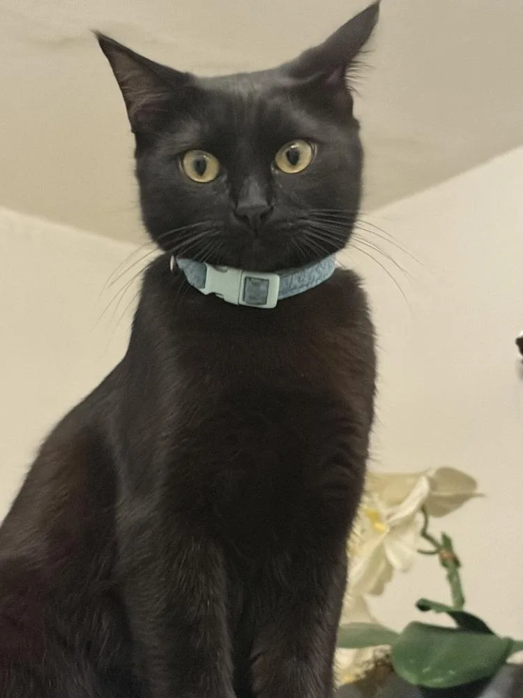 An adult medium-sized female Black Domestic Short Hair cat named Mary Kate for adoption in Dallas, TX