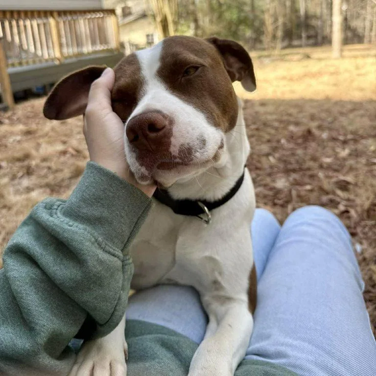 Pop Tart thumbnail 2