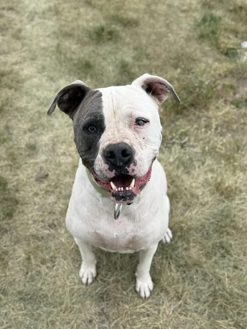 A senior large-sized male White / Cream Pit Bull Terrier dog named Titan for adoption in Eagle, CO