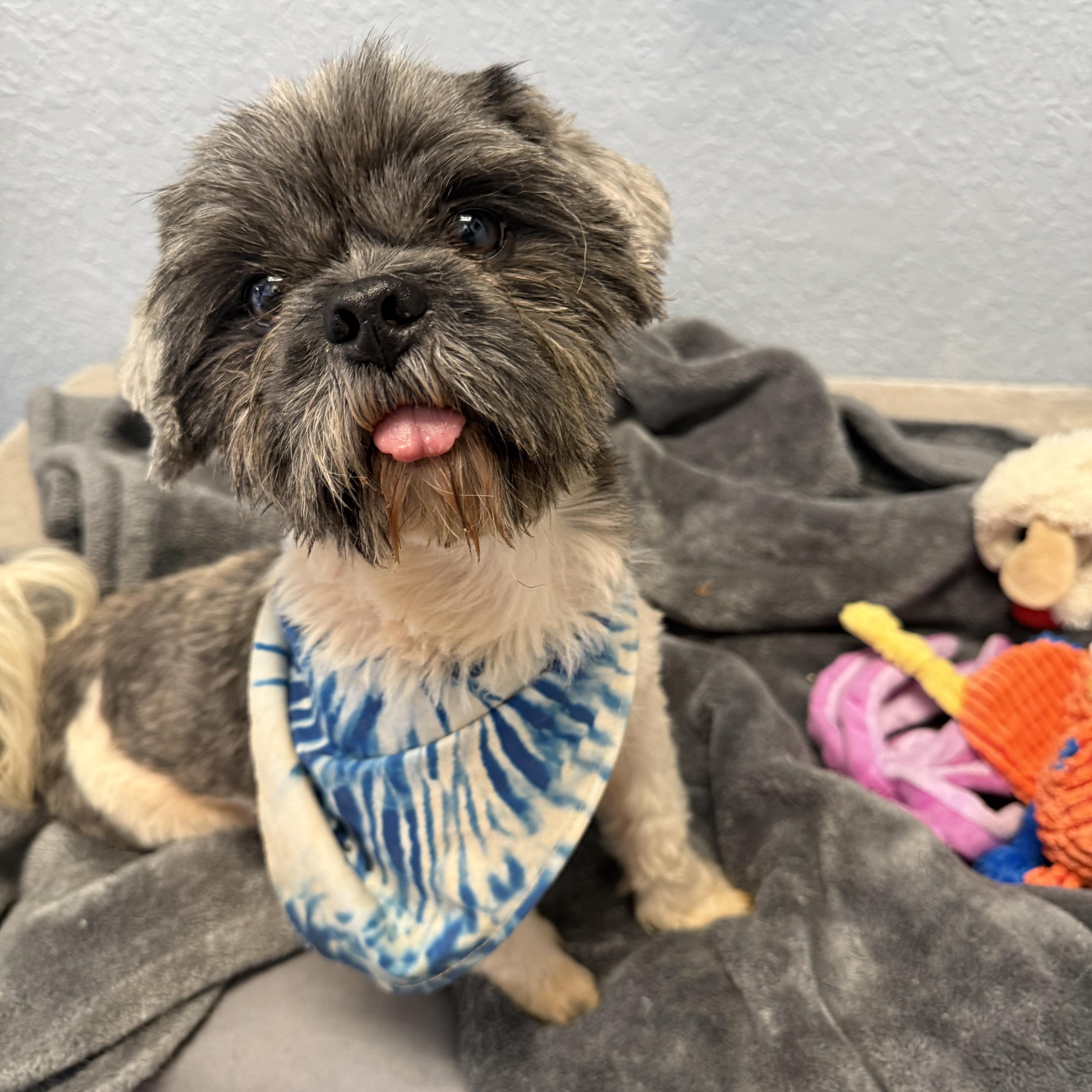 An adult small-sized male Gray / Blue / Silver Shih Tzu dog named Archie Woo for adoption in Oklahoma City, OK