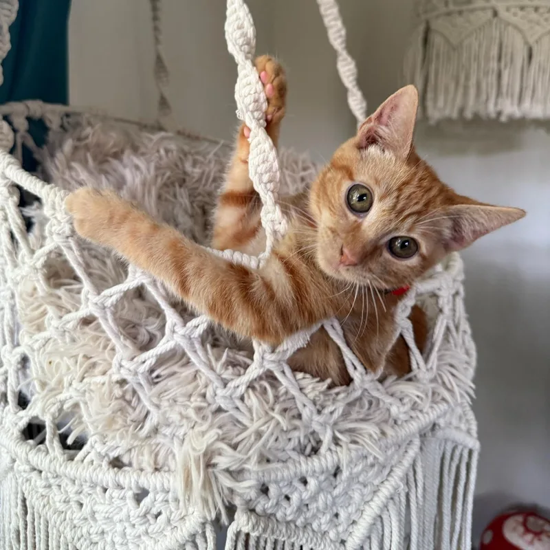 A baby large-sized male Domestic Short Hair cat named Zazu for adoption in Miami, FL