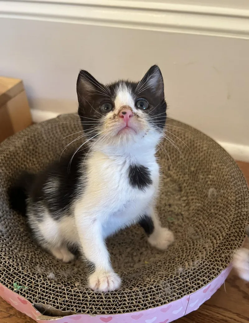 A young medium-sized female Black & White / Tuxedo Domestic Short Hair cat named Yahtzee for adoption in Davis, CA
