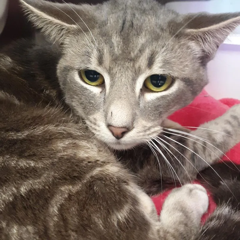 A young medium-sized male Gray / Blue / Silver Domestic Short Hair cat named Vigilante for adoption in Spokane, WA