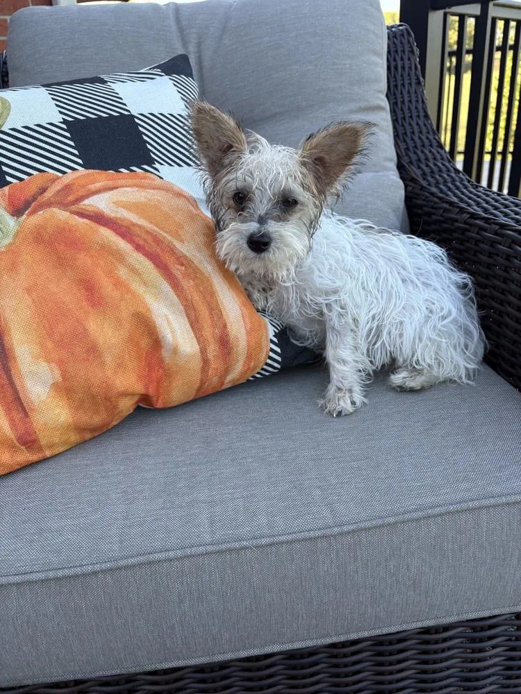 A baby small-sized male Yorkshire Terrier dog named Leave it to Beaver for adoption in Aurora, IN