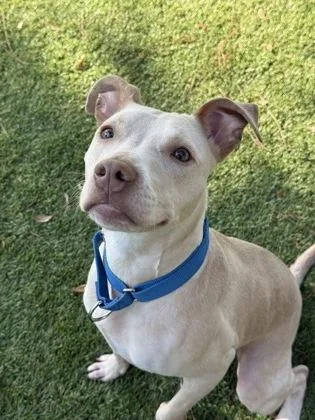A baby small-sized female Catahoula Leopard Dog dog named Maine for adoption in Daytona Beach, FL
