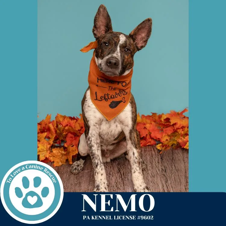A baby medium-sized male Cattle Dog dog named Nemo for adoption in Kimberton, PA
