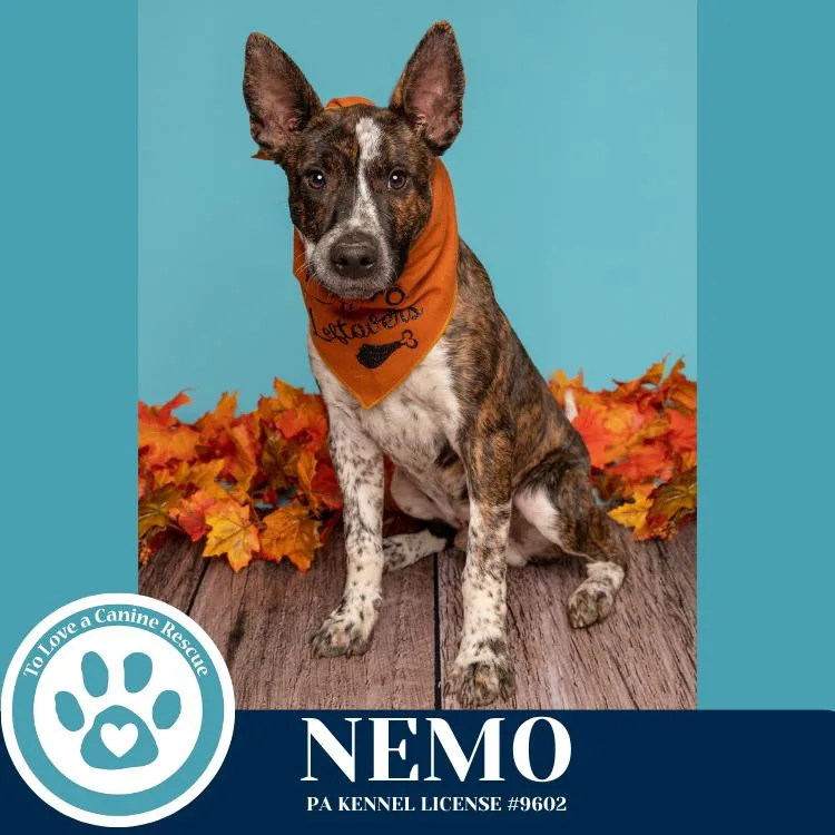 Nemo thumbnail 2