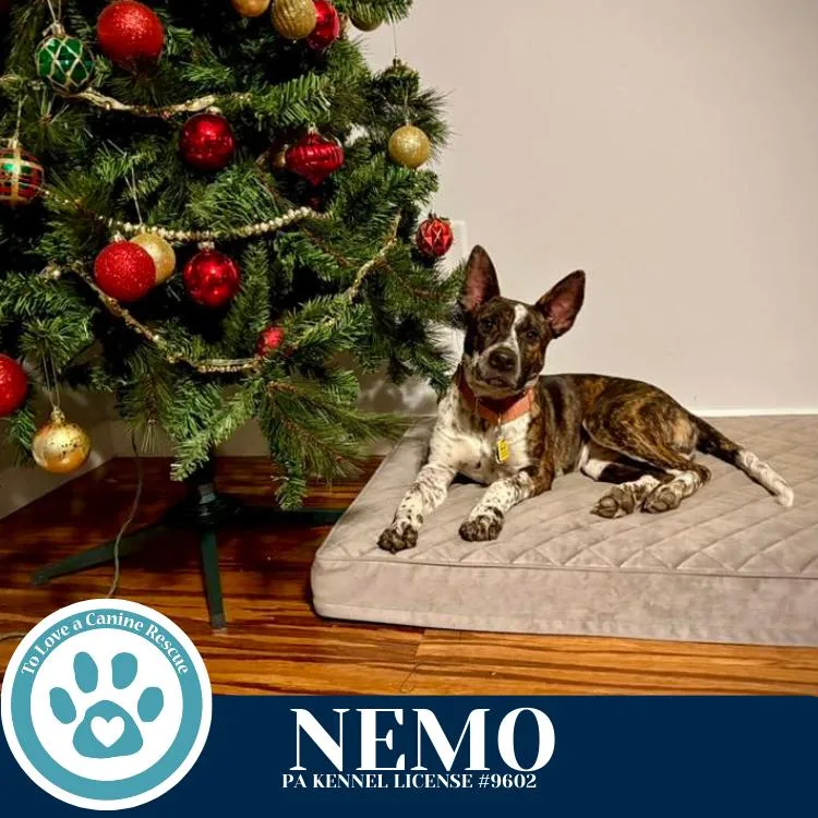 Nemo thumbnail 3