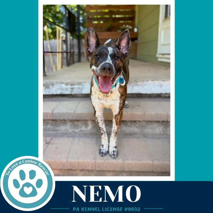 Nemo thumbnail 4