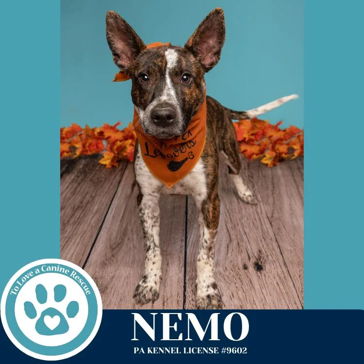 Nemo thumbnail 5