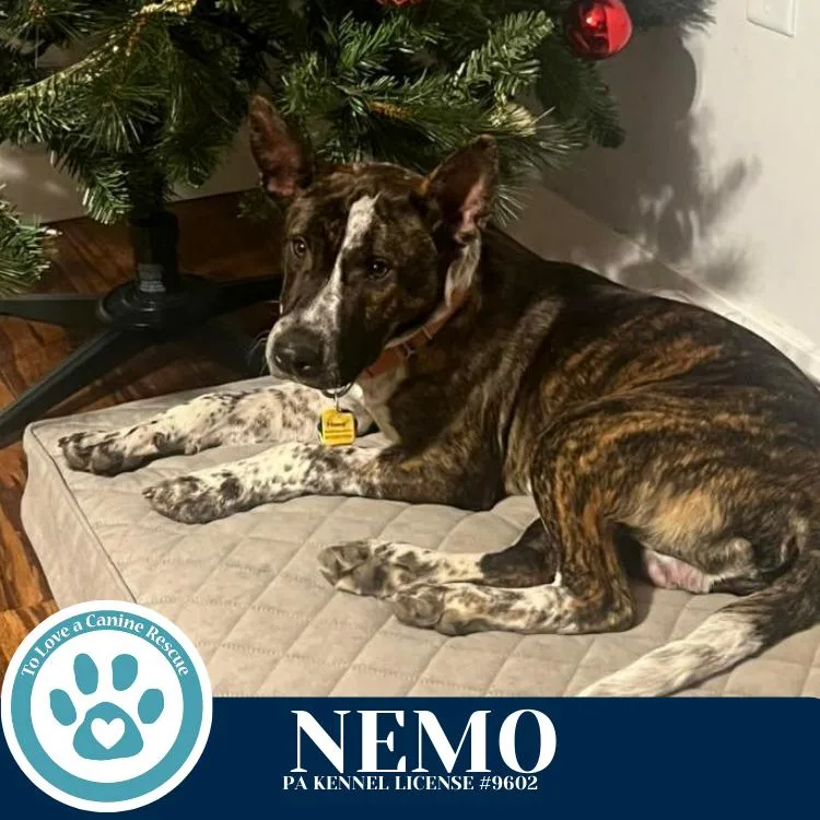 Nemo thumbnail 6