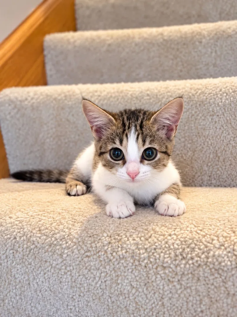A baby small-sized female Calico cat named Clover Rose for adoption in Mankato, MN