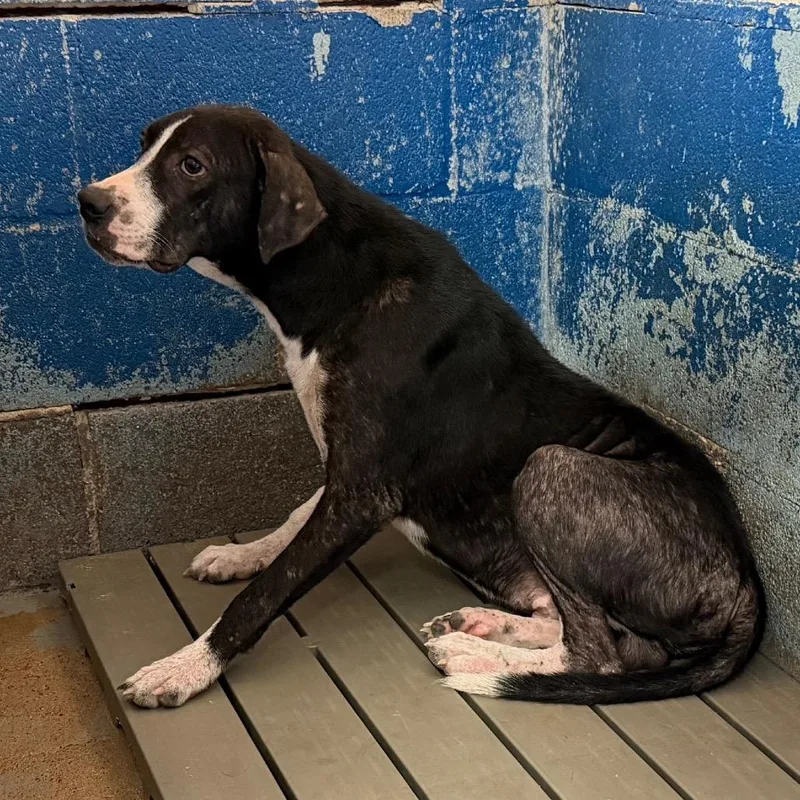 An adult medium-sized male Black Mixed Breed dog named Buttons for adoption in Edinburg, TX