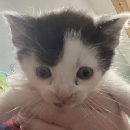 Tj