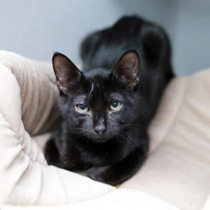 A baby small-sized male Black Domestic Short Hair cat named Badger for adoption in Atlanta, GA