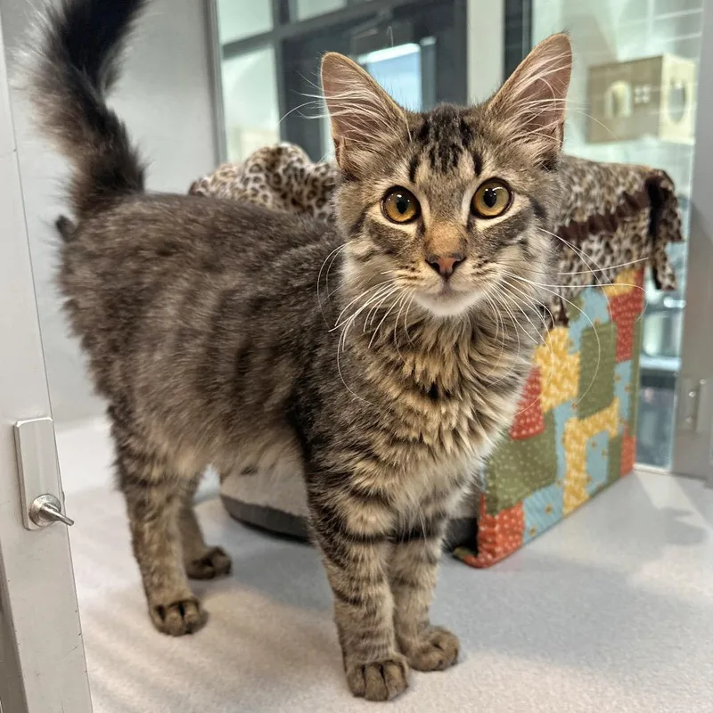 A baby small-sized male Gray / Blue / Silver Domestic Short Hair cat named Fig for adoption in Hailey, ID