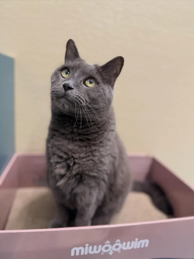 A senior medium-sized female Gray / Blue / Silver Domestic Medium Hair cat named Fog for adoption in New Rochelle, NY