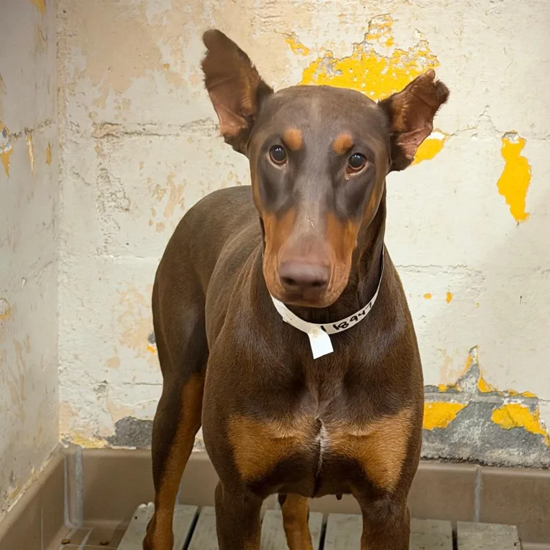 An adult large-sized female Brown / Chocolate Doberman Pinscher dog named Ruthy for adoption in Birmingham, AL