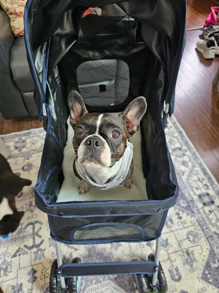 A young small-sized female Tricolor (Brown, Black, & White) Boston Terrier dog named Ruby for adoption in Jackson, TN