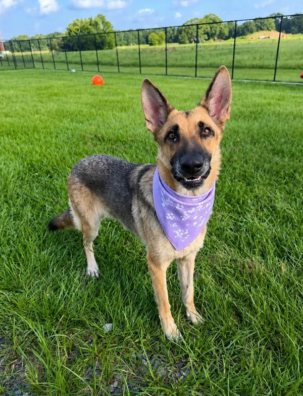 Kora