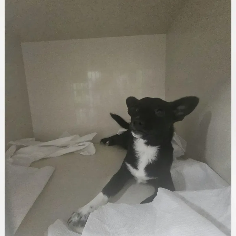 A baby small-sized female Black Chihuahua dog named Joy for adoption in San Marcos, TX