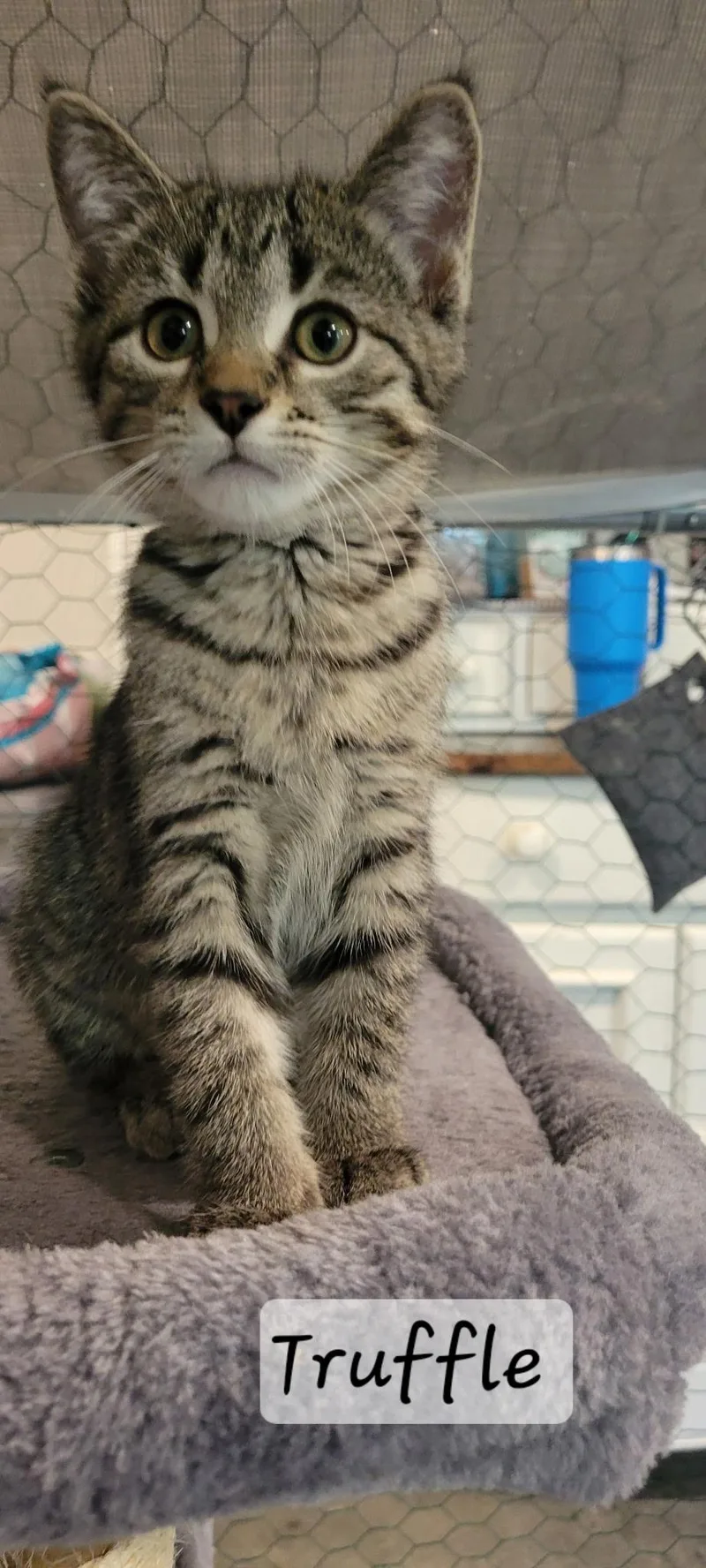 A baby medium-sized female Tabby (Brown / Chocolate) Domestic Short Hair cat named Truffle for adoption in Martinsville, IN
