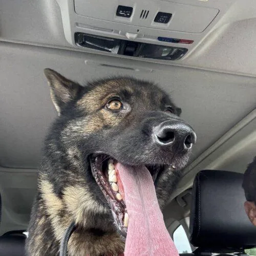 An adult large-sized male Sable German Shepherd Dog dog named Rocky for adoption in Christiansburg, VA