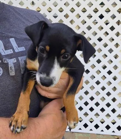 A baby medium-sized female Manchester Terrier dog named Kimmy for adoption in Morton Grove, IL