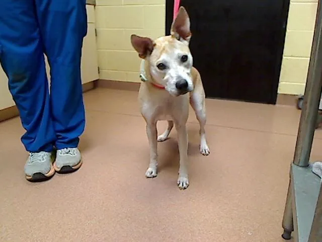 A young medium-sized female Carolina Dog dog named Mcflurry for adoption in Cookeville, TN
