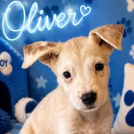 A baby medium-sized male Yellow / Tan / Blond / Fawn Australian Shepherd dog named Oliver for adoption in Brewton, AL