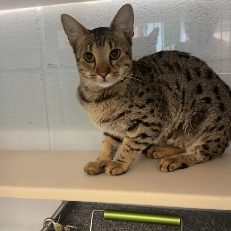 A young medium-sized female Gray / Blue / Silver Ocicat cat named Savvy for adoption in Lakewood, CO
