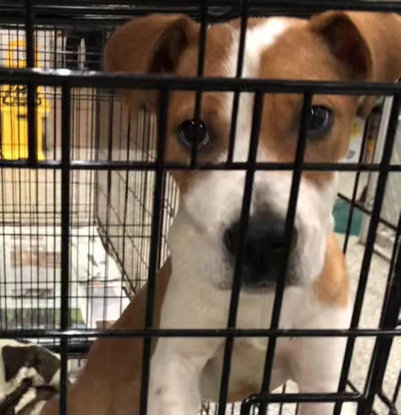 A baby medium-sized male Brown / Chocolate Mixed Breed dog named Mac for adoption in Parma, OH