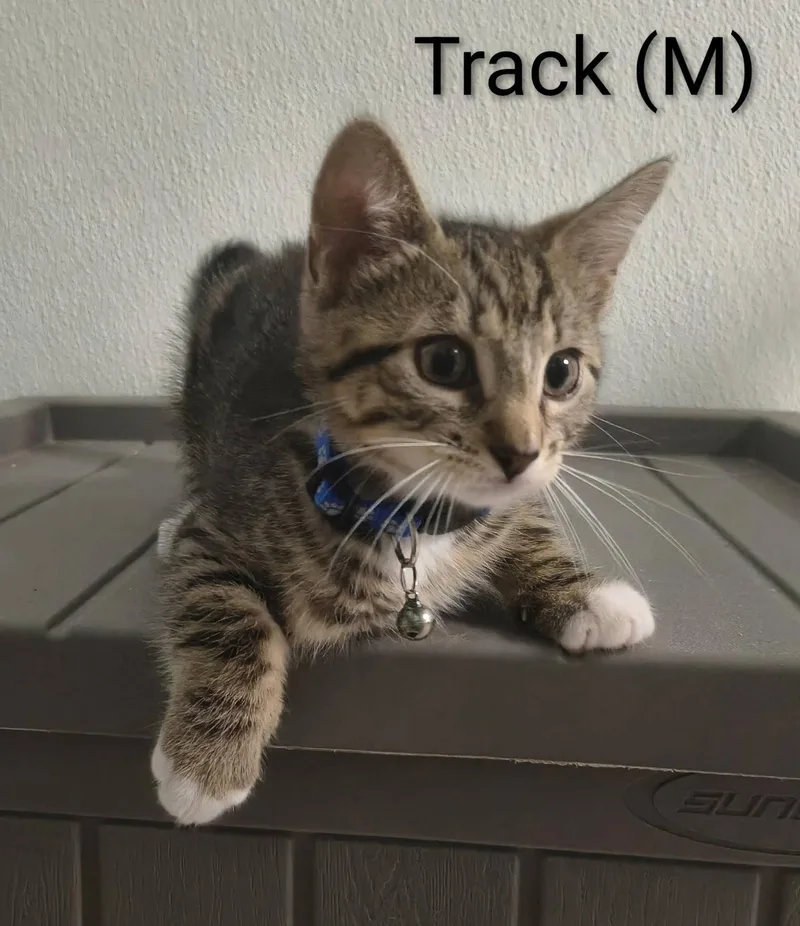 A baby medium-sized male Domestic Short Hair cat named Track for adoption in Saugerties, NY
