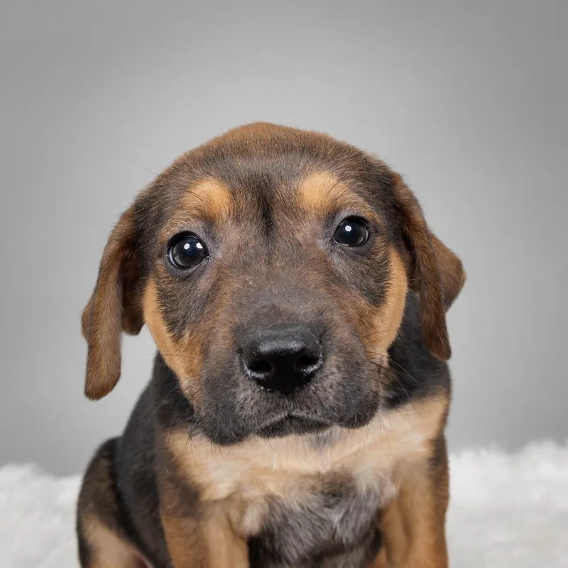 Florence thumbnail 2