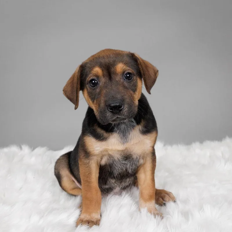 Florence thumbnail 3