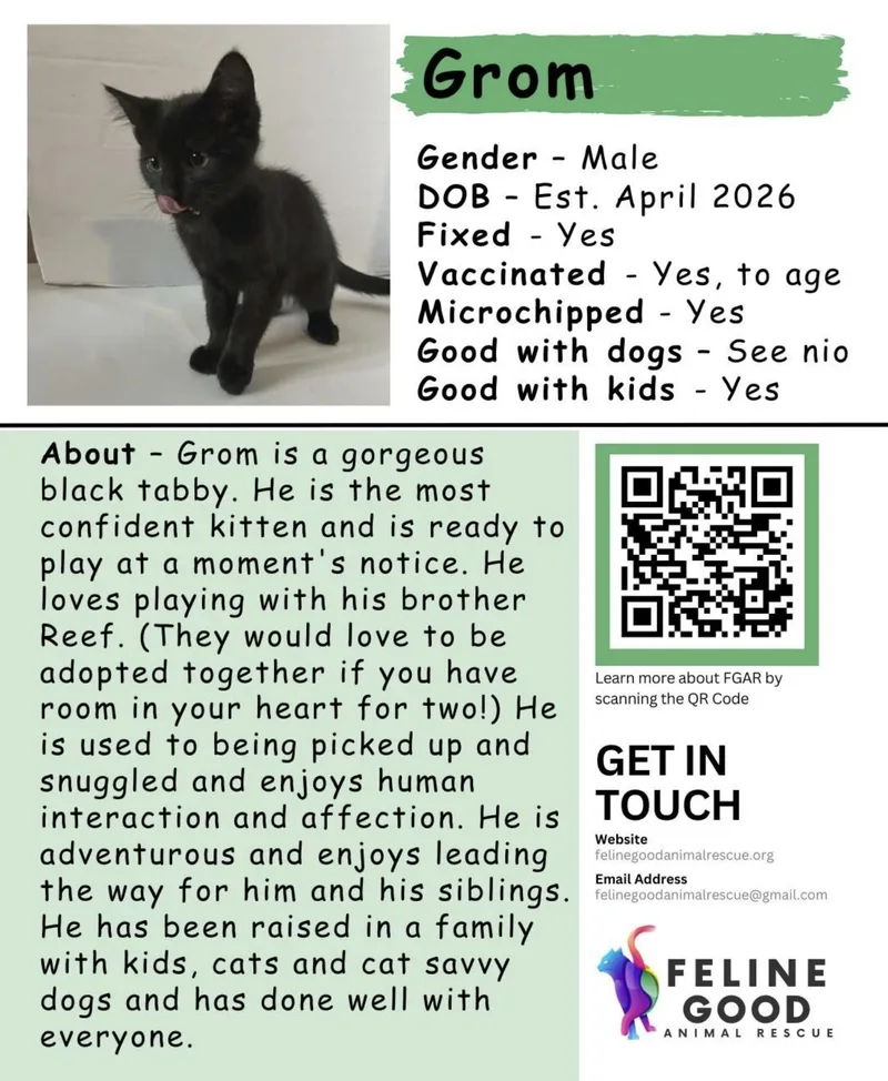A baby medium-sized male Black Domestic Short Hair cat named Grom for adoption in Eugene, OR