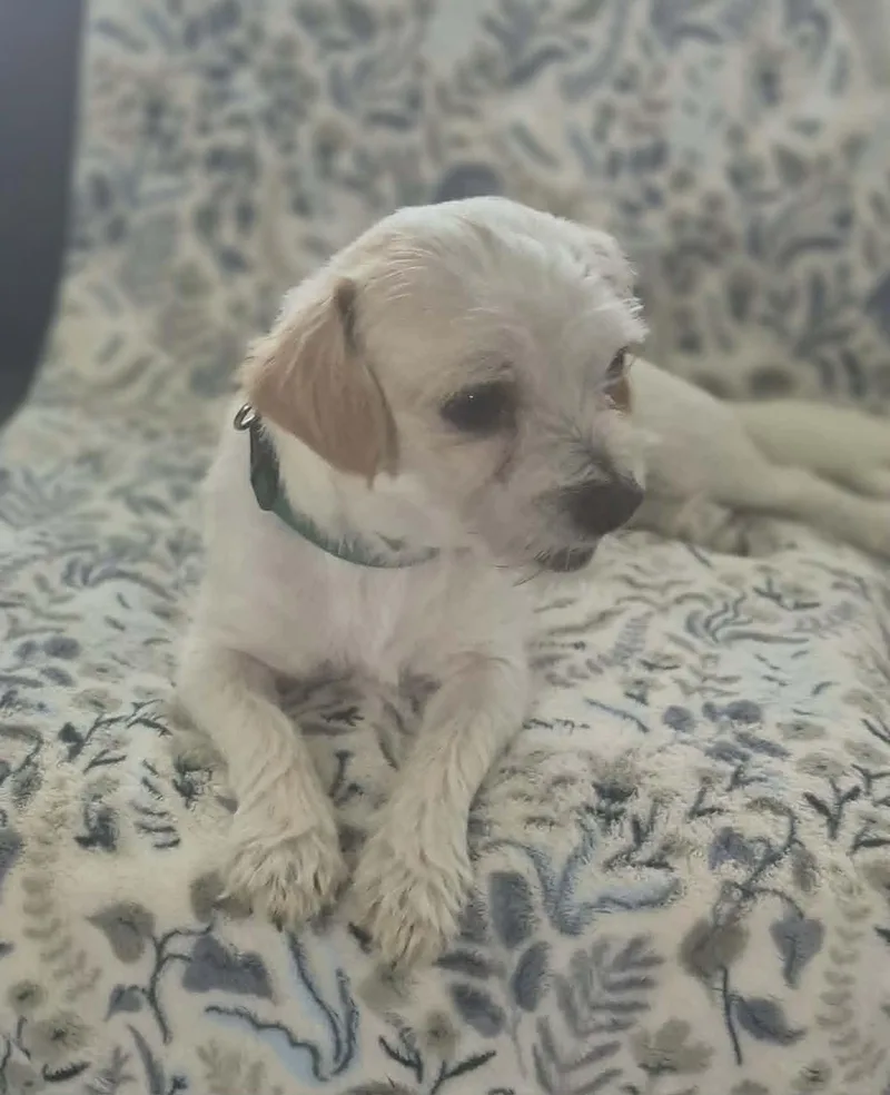 A young small-sized male Miniature Poodle dog named Percy for adoption in Media, PA