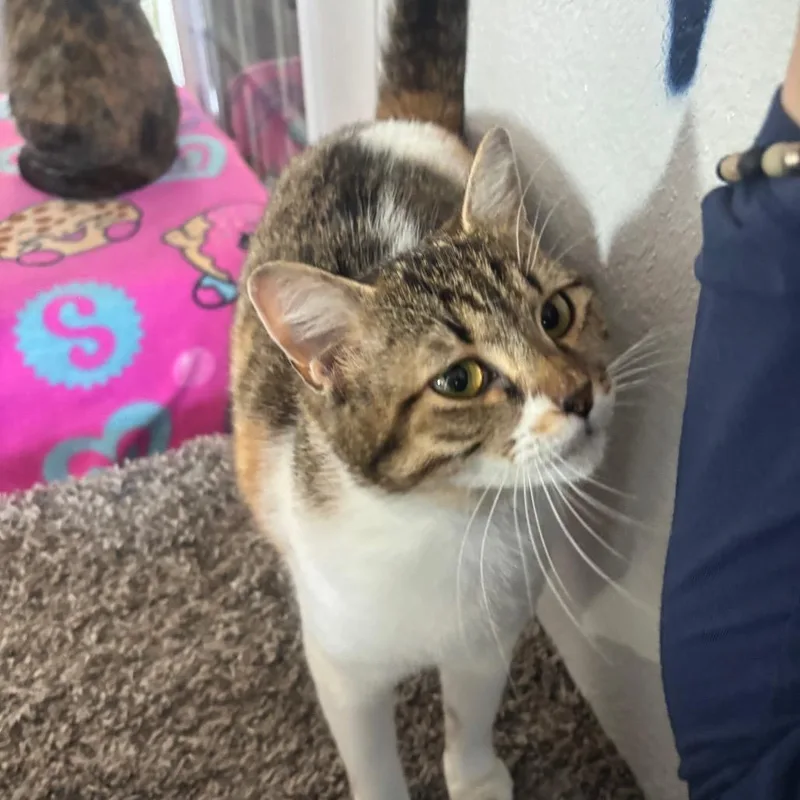 A young small-sized female White Domestic Short Hair cat named Nutmeg for adoption in Midland, TX
