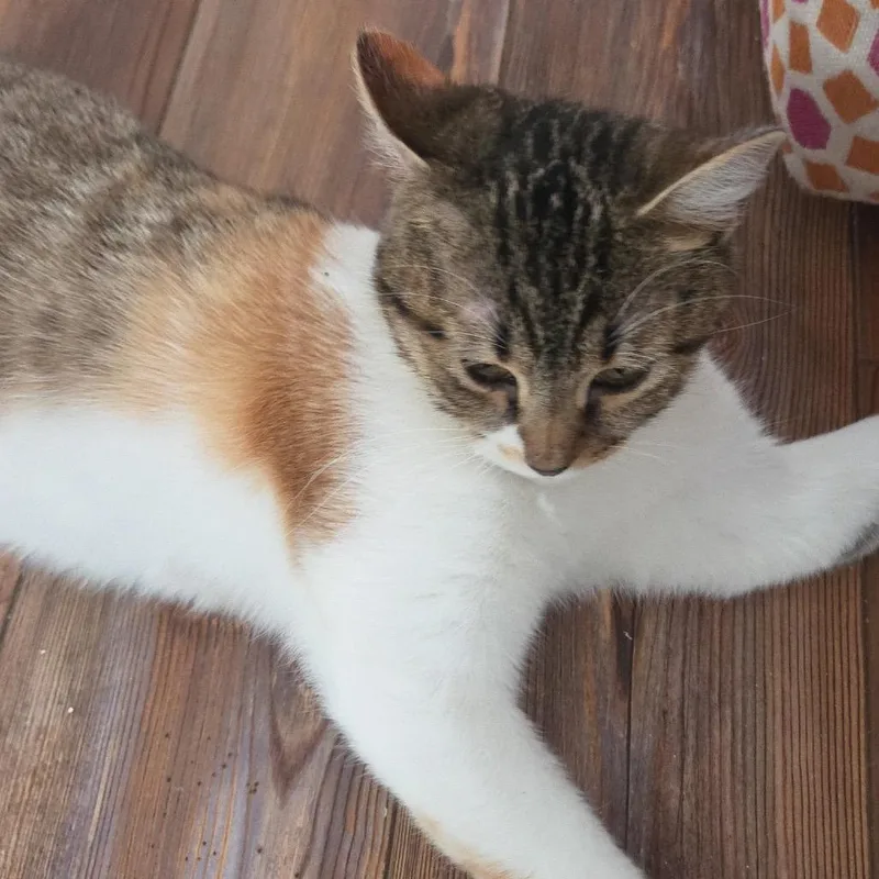 Nutmeg thumbnail 2