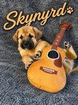 Skynard