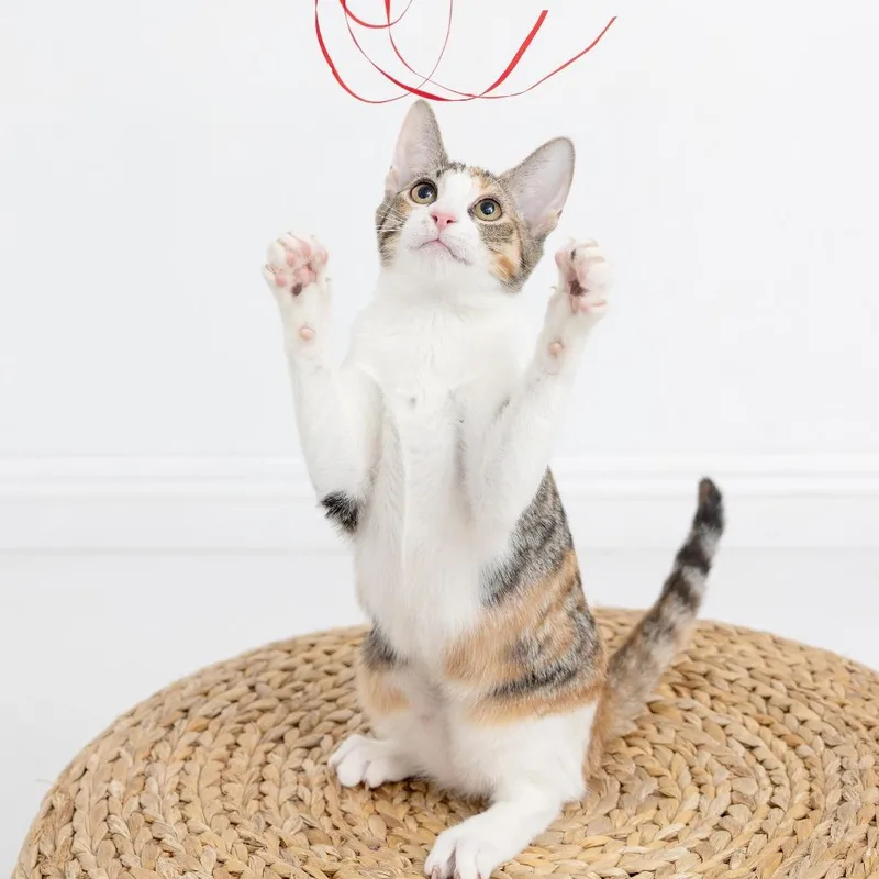 A baby small-sized female Calico Domestic Short Hair cat named Witch for adoption in Los Angeles, CA