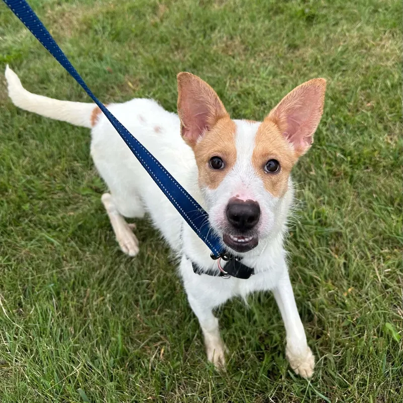 A baby small-sized female Jack Russell Terrier dog named Bella Meet me on for adoption in Hartland, WI