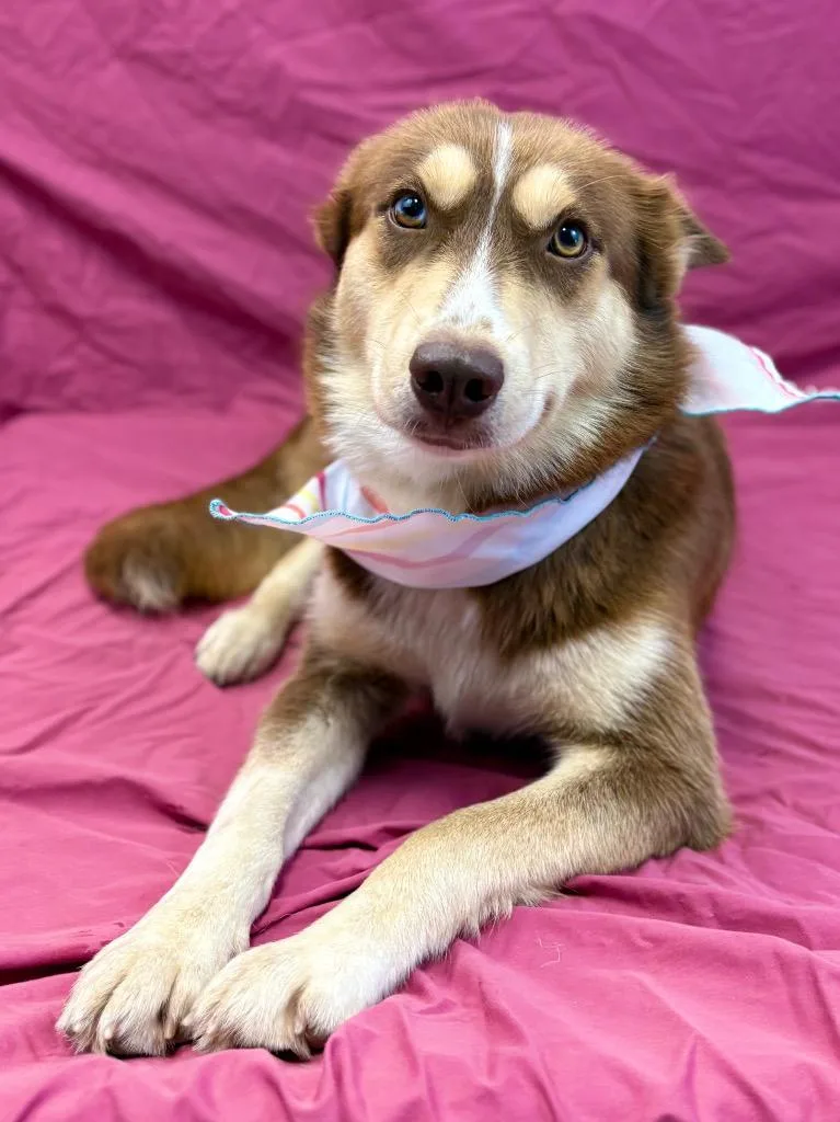 A young medium-sized female Husky dog named Calypso for adoption in Nacogdoches, TX