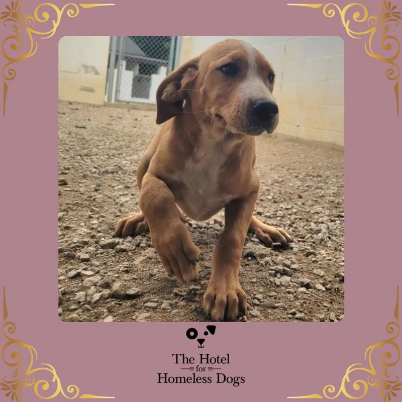 A baby medium-sized female Golden Labrador Retriever dog named Peaches for adoption in Cumberland, RI