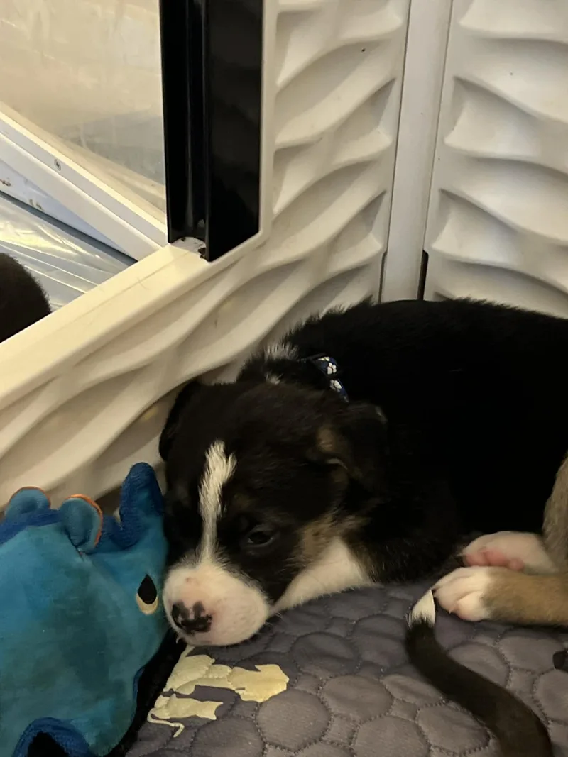 A baby medium-sized male Pit Bull Terrier dog named Briar  Flower Power for adoption in Holly Springs, NC