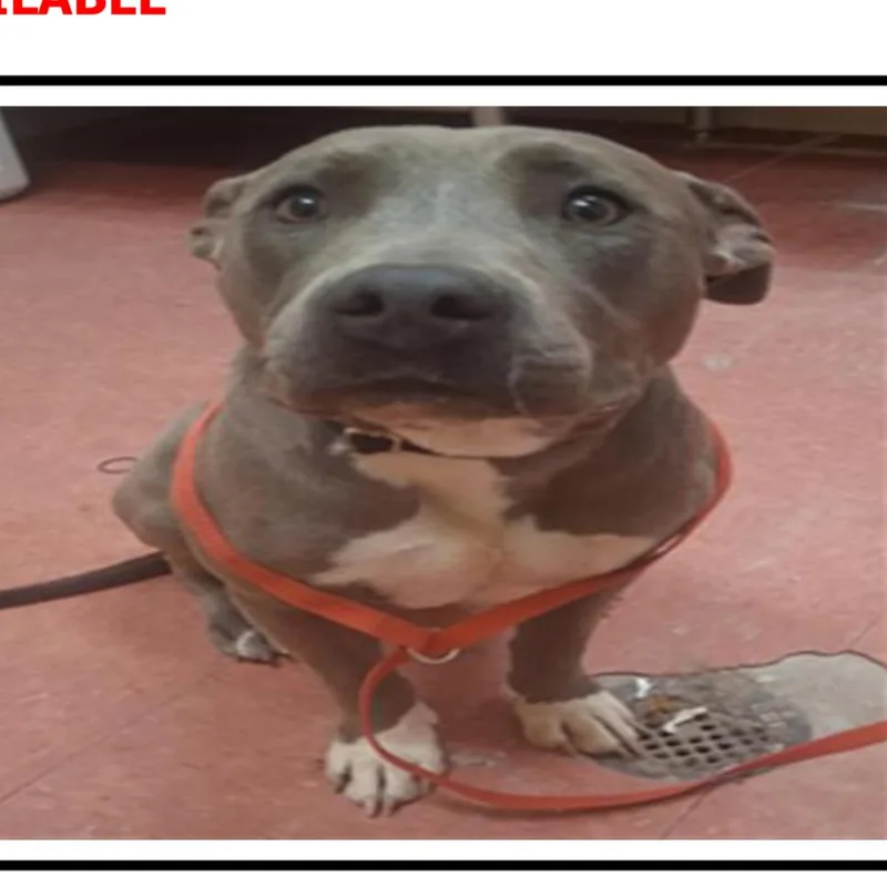 A young medium-sized female Gray / Blue / Silver American Staffordshire Terrier dog named Mable for adoption in Apache Junction, AZ