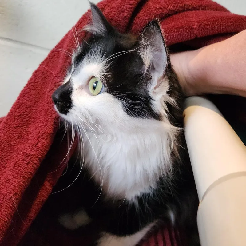 An adult large-sized female Black Domestic Long Hair cat named Oreo for adoption in Grand Rapids, MI