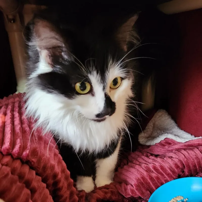 Oreo thumbnail 2