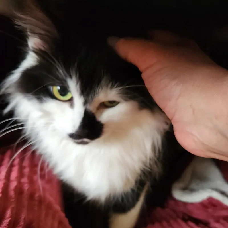 Oreo thumbnail 3
