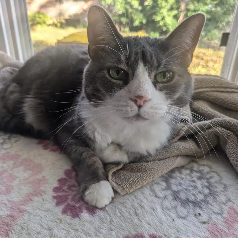 A senior small-sized female Gray / Blue / Silver Domestic Short Hair cat named Lulu Little Girl for adoption in Eaton Rapids, MI